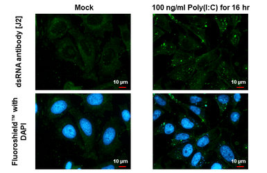 Anti-dsRNA antibody [J2] used in Immunocytochemistry/ Immunofluorescence (ICC/IF). GTX641519